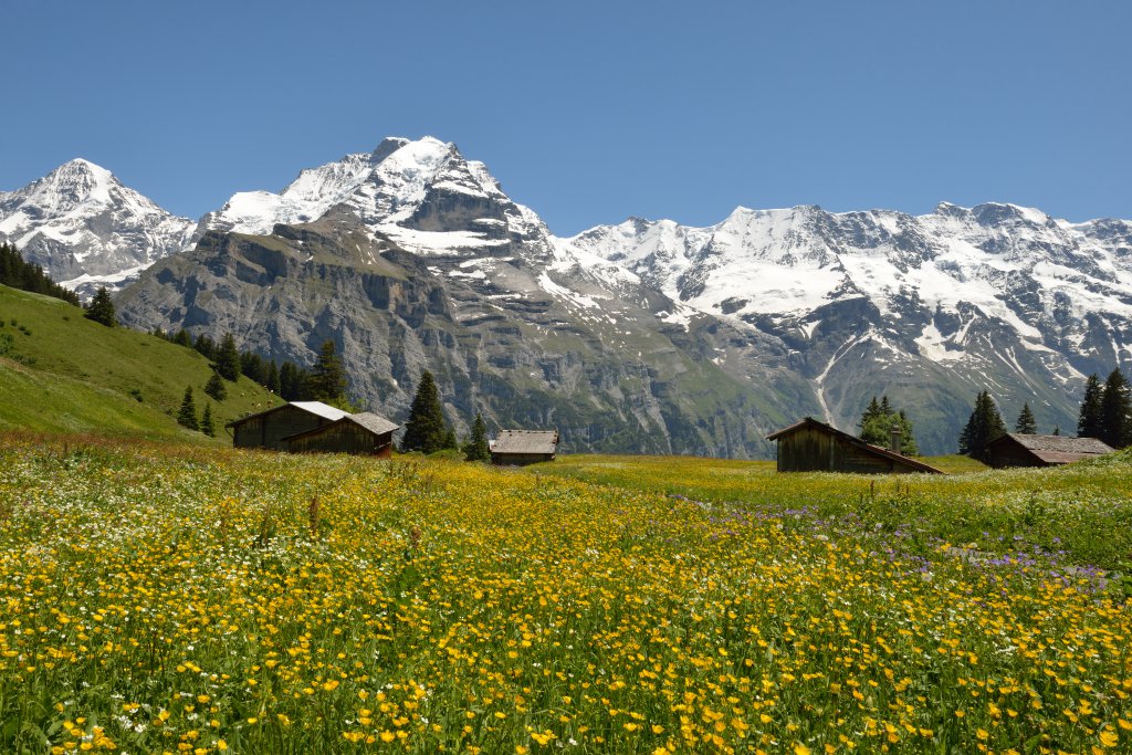 (c) Edelweiss-muerren.ch